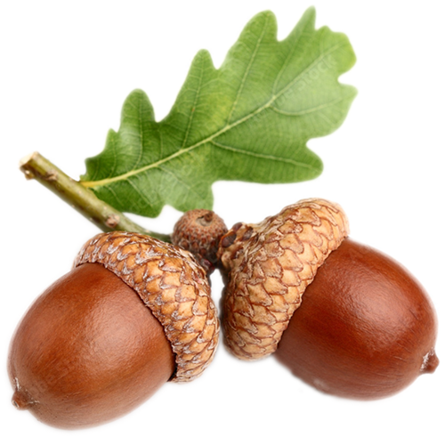 acorns